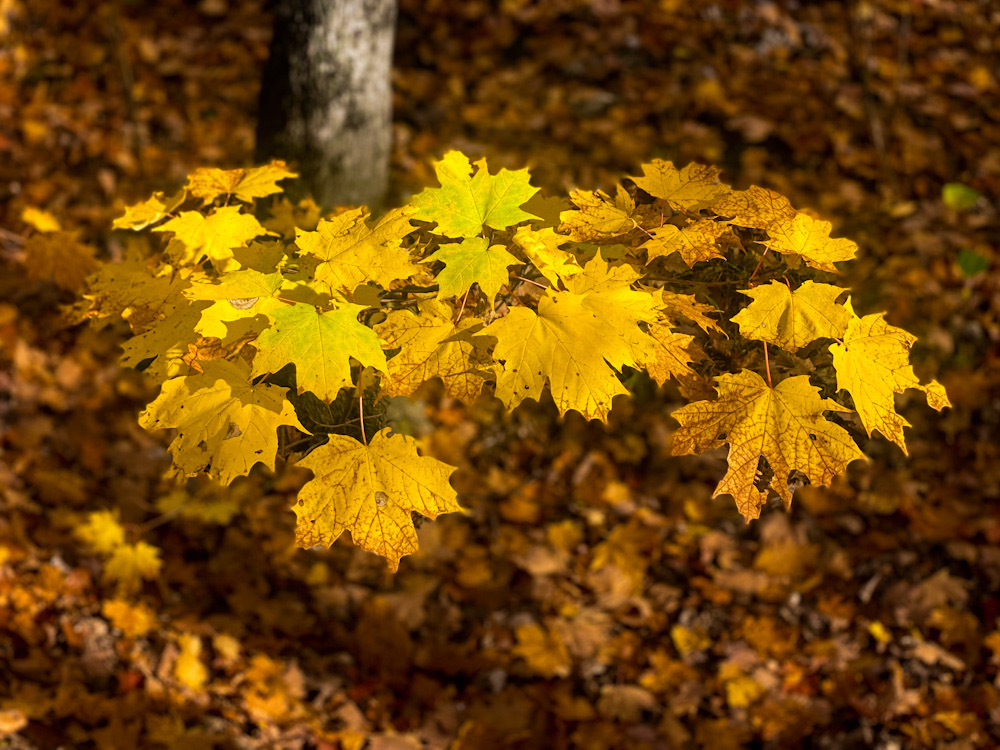 6D752418-8F02-433C-B1DD-B7DD05D56509.jpeg