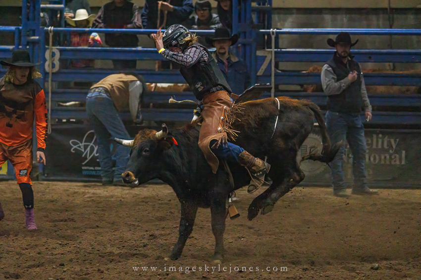 7150 Bull_850.jpg