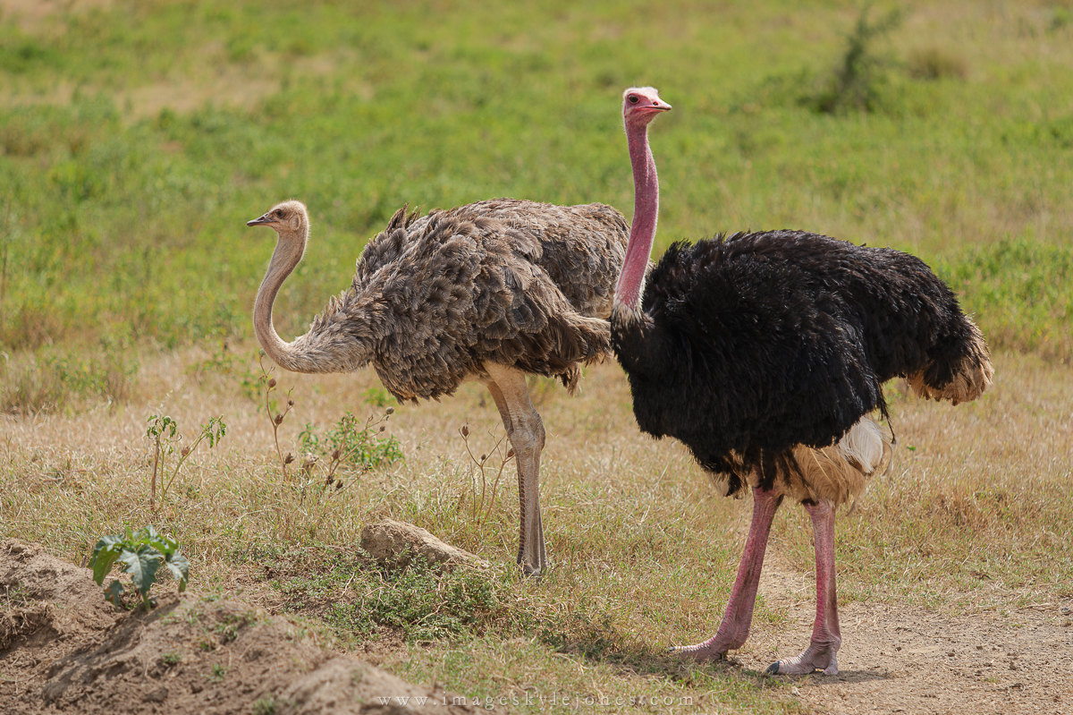 7196 Ostriches_1200.jpg