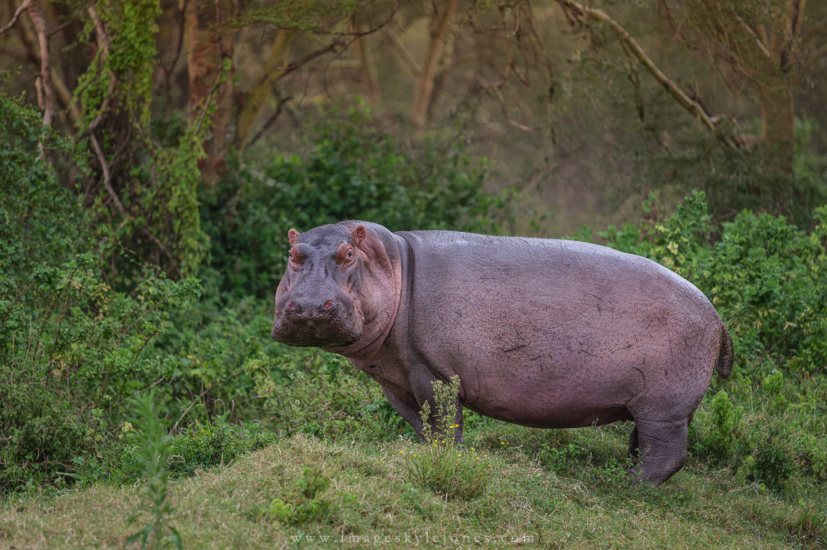 7279 Beautiful Hippo_1200.jpg