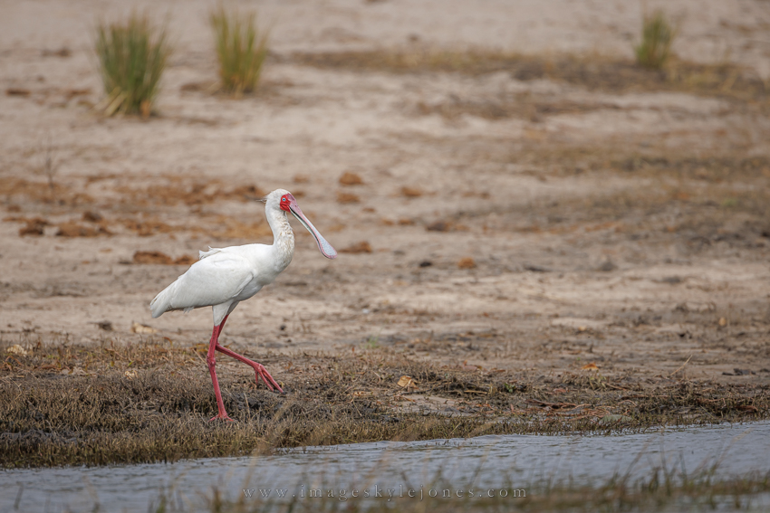7290 African Spoonbill_850.jpg
