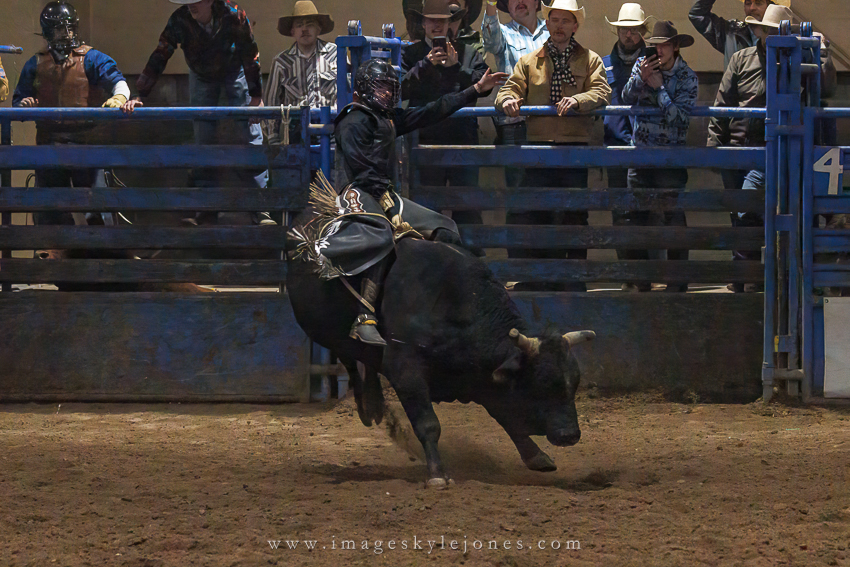 7302 Black Bull_850.jpg