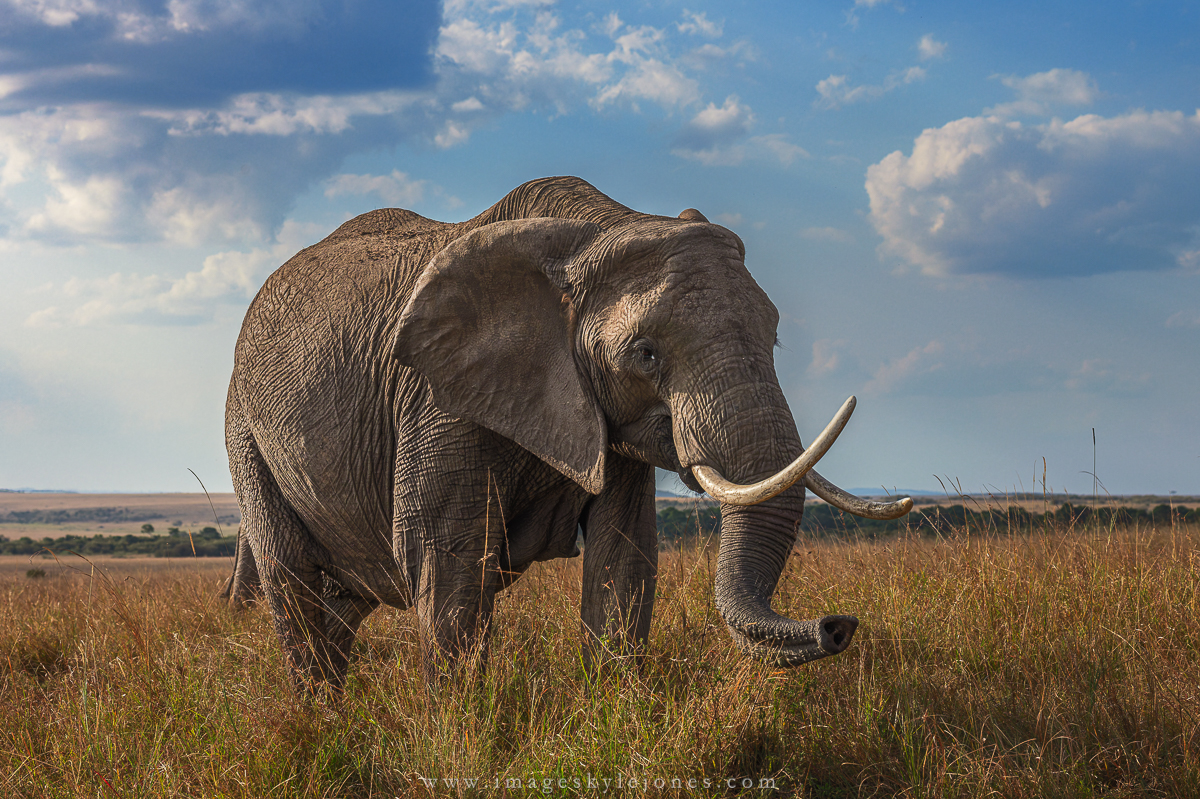 7510 Approaching Elephant_1200.jpg