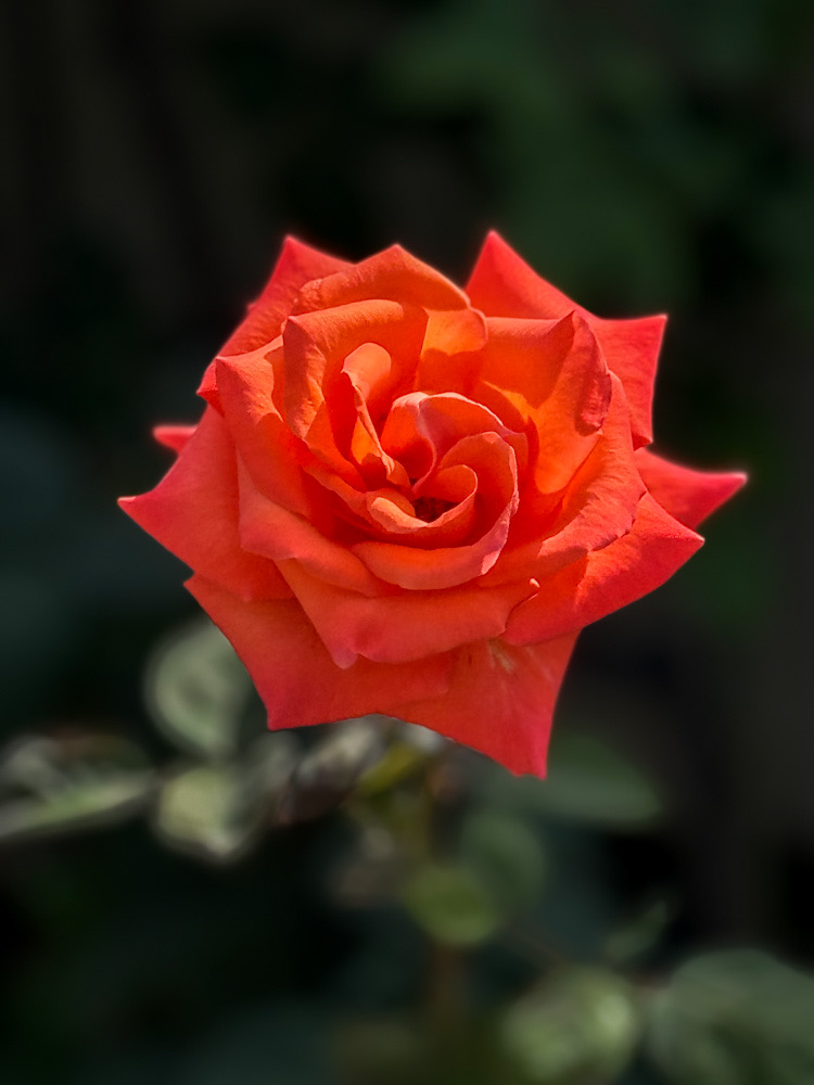 756754C6-CB98-46E0-AE80-DA00385E6B0B.jpeg