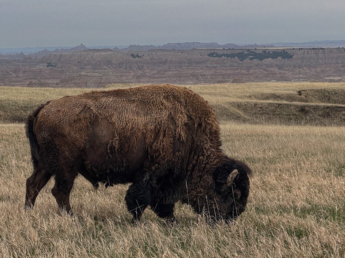Not so Bad Bison | Focal World