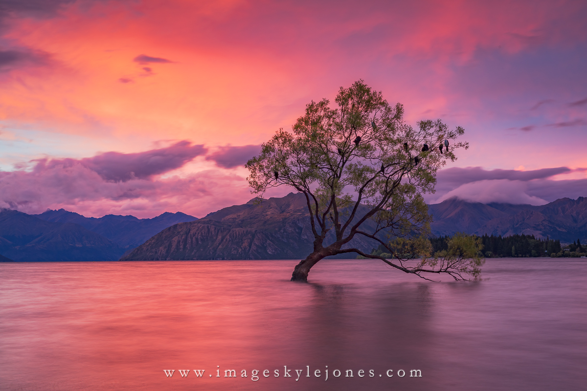 7941 Wanaka Tree Twilight_1200.jpg