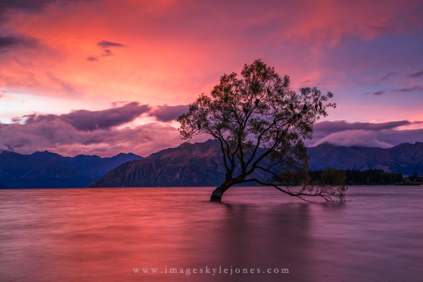7941 Wanaka Tree Twilight_850.jpg
