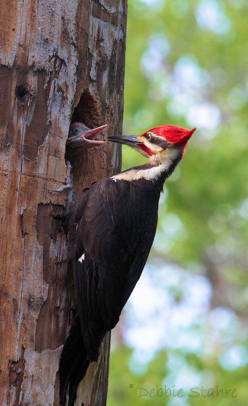 7D--6-8-20--23PileatedNest.jpg