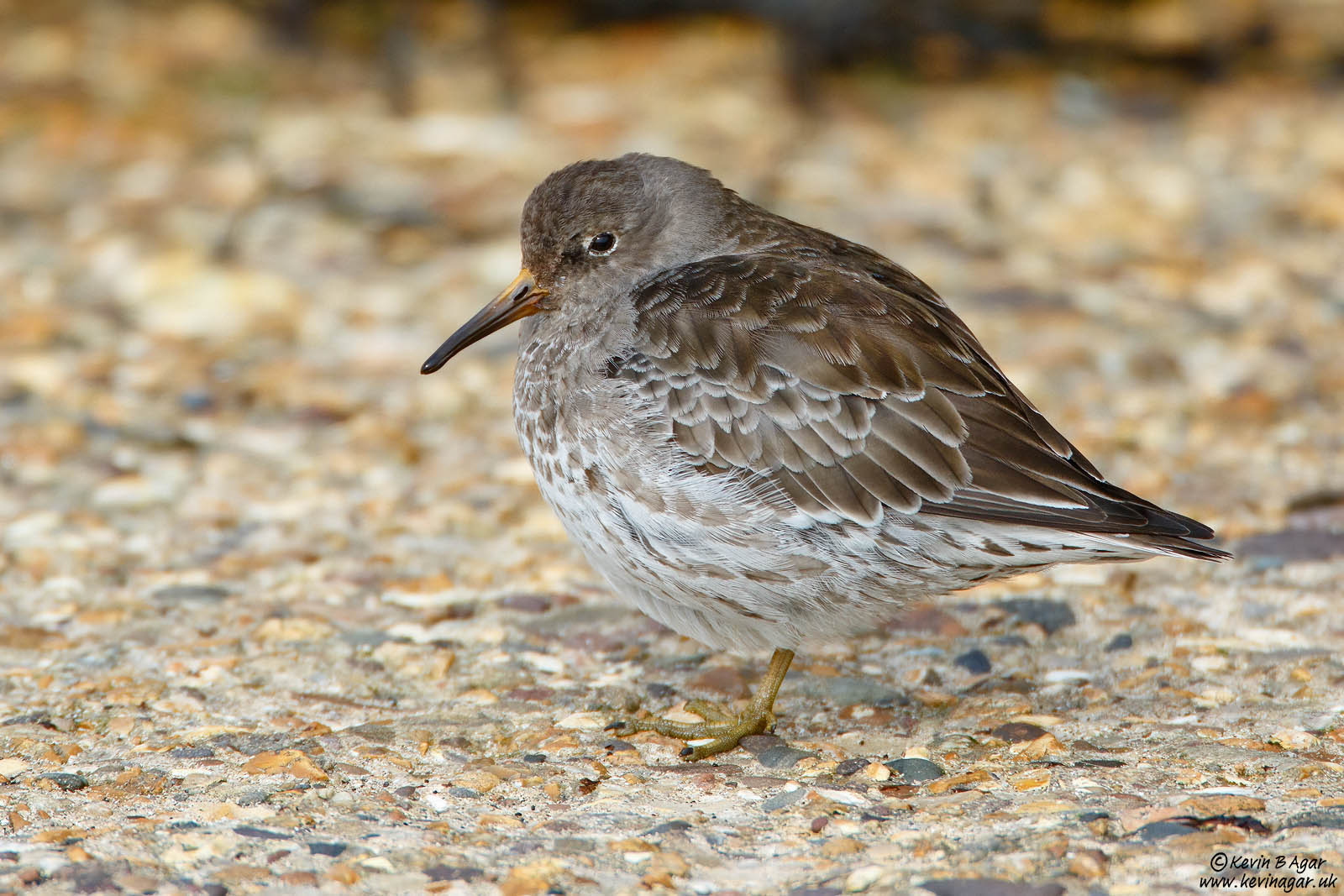 More Purple Sandpiper, Calidris maritima | Focal World