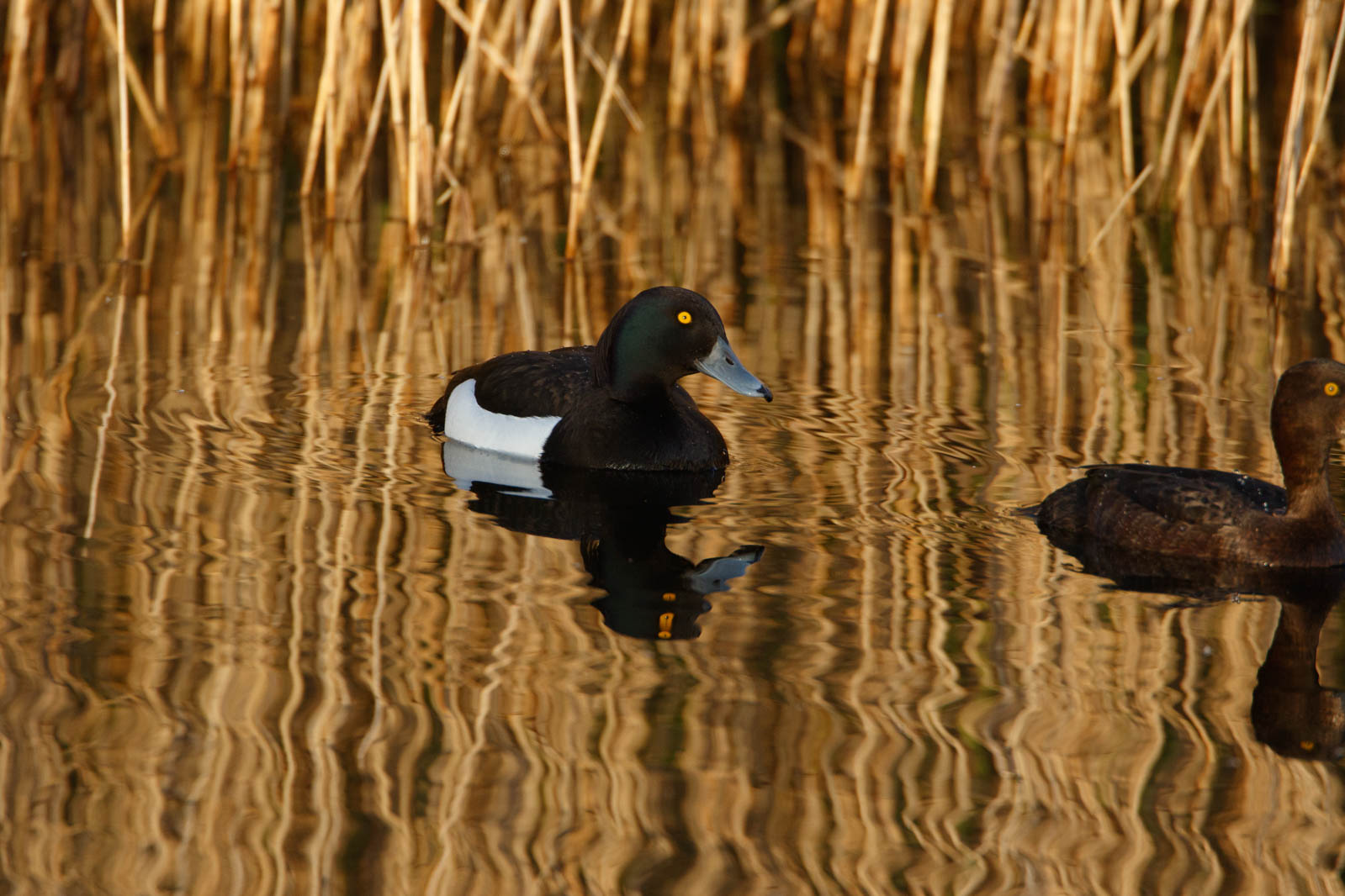 7D2_6583-2.jpg