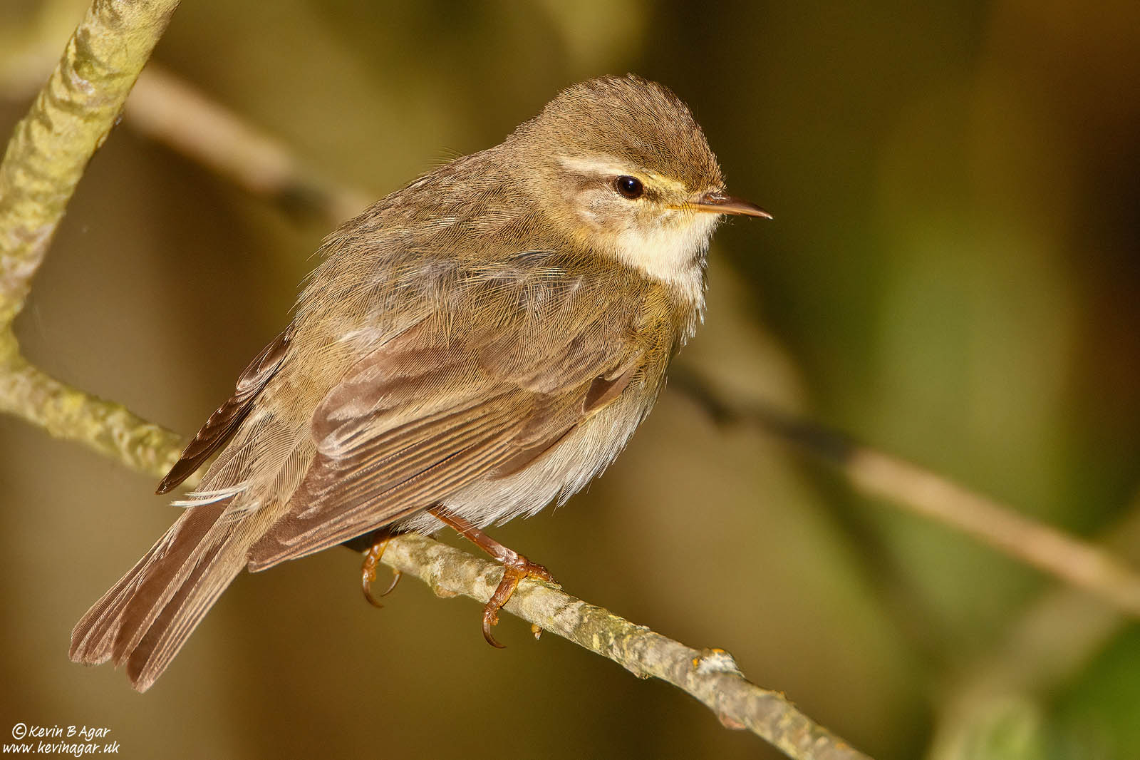 Willow Warbler, Phylloscopus trochilus | Focal World