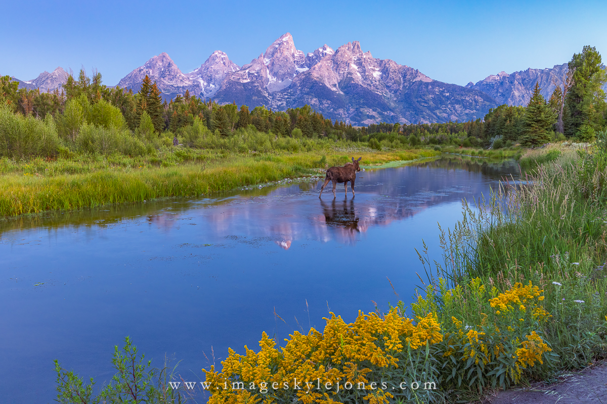 8594 Schwabacher Critters_1200.jpg