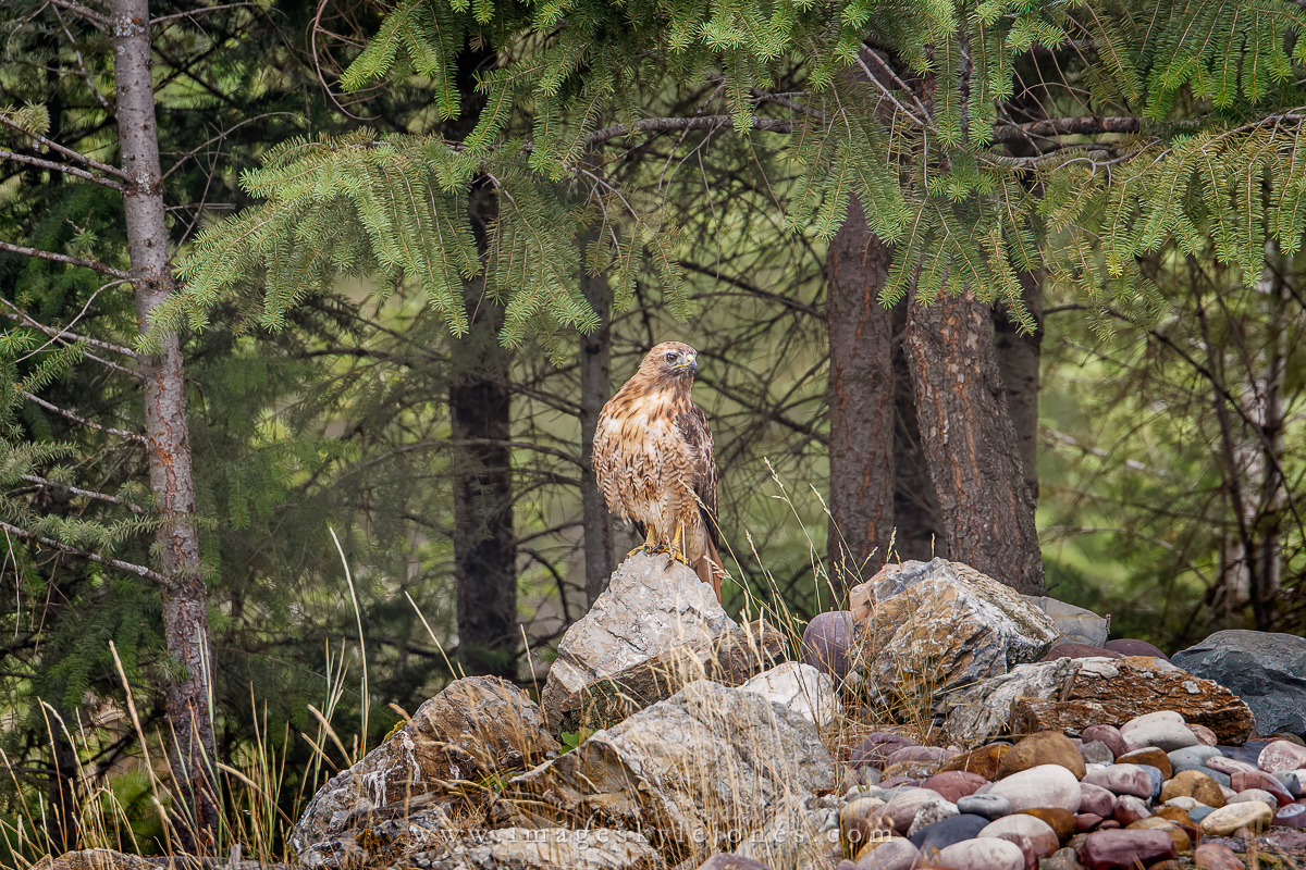 8778 Juvenile Eagle_1200.jpg