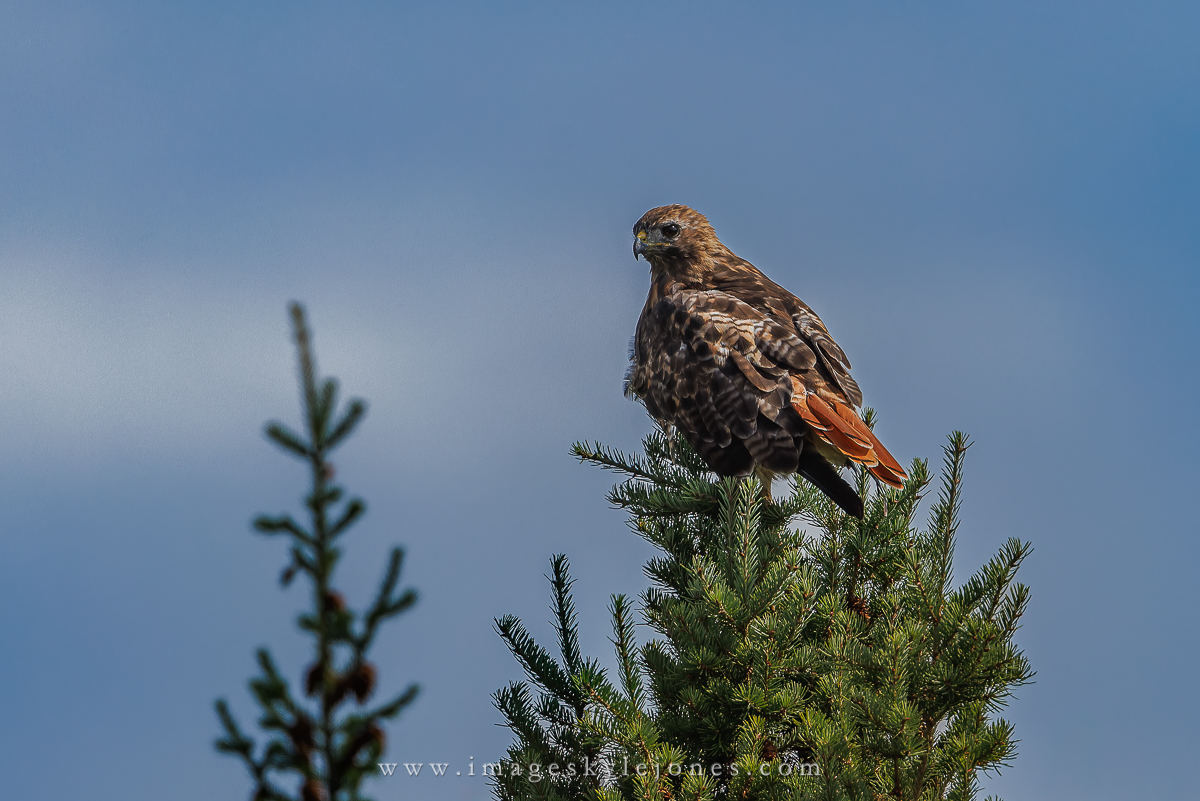 8833 Red-Tailed Hawk Treetop_1200.jpg