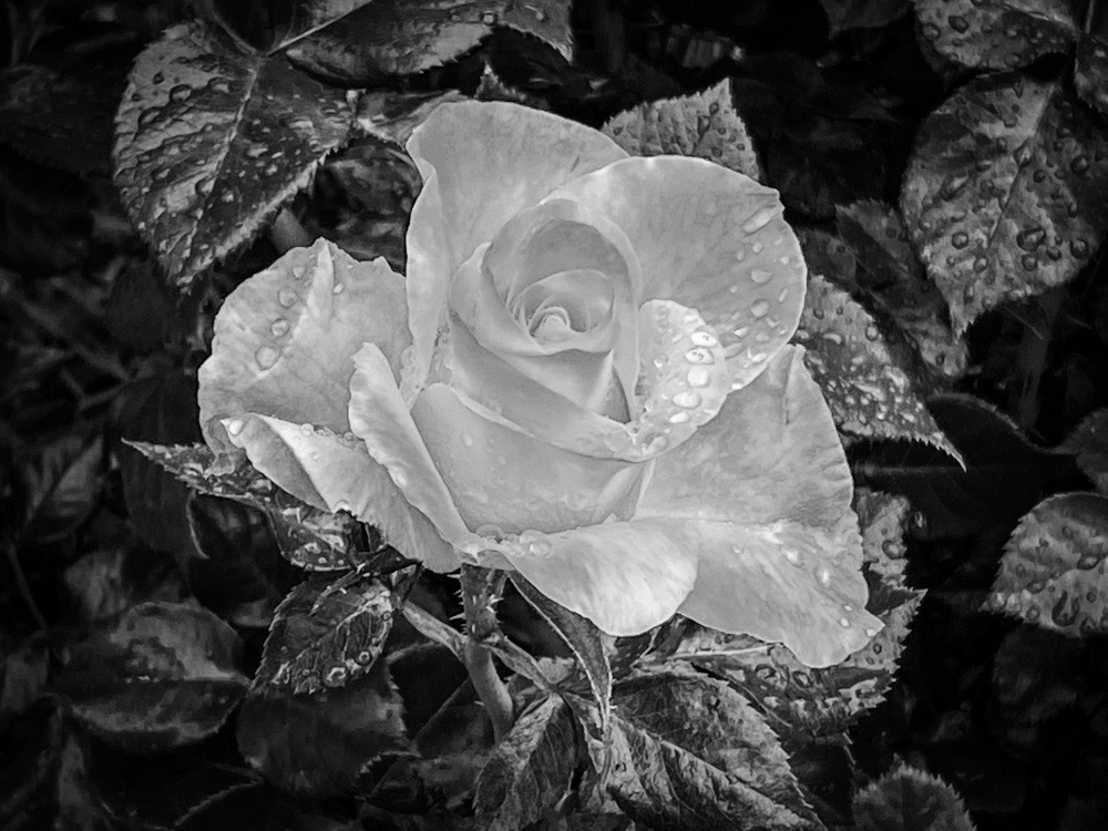 896AFF82-19AF-4218-A7E5-E7022C929E95.jpeg