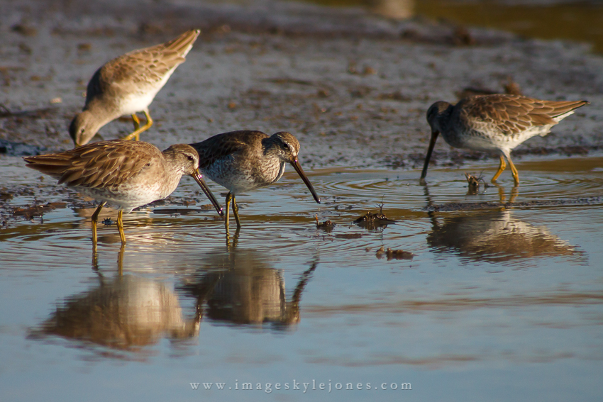 9192 Shorebirds_850.jpg