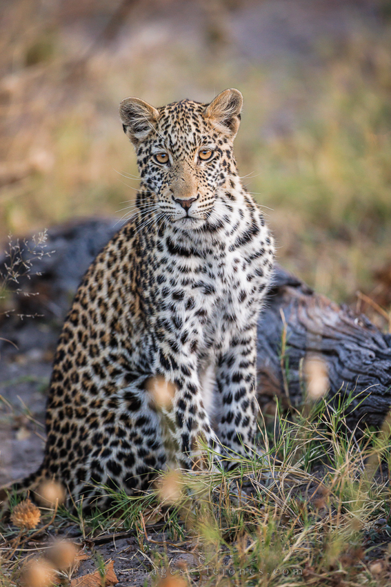 9425 Sitting Leopard_850.jpg