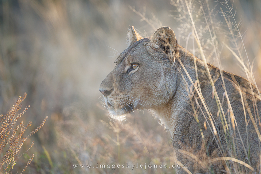 9701 Lion's Breath_850.jpg