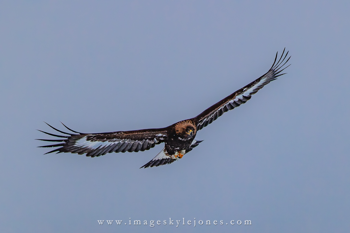 9772 Incoming Sea Eagle_1200.jpg