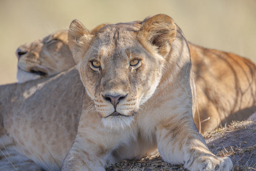 9776 Lion Cub_850.jpg