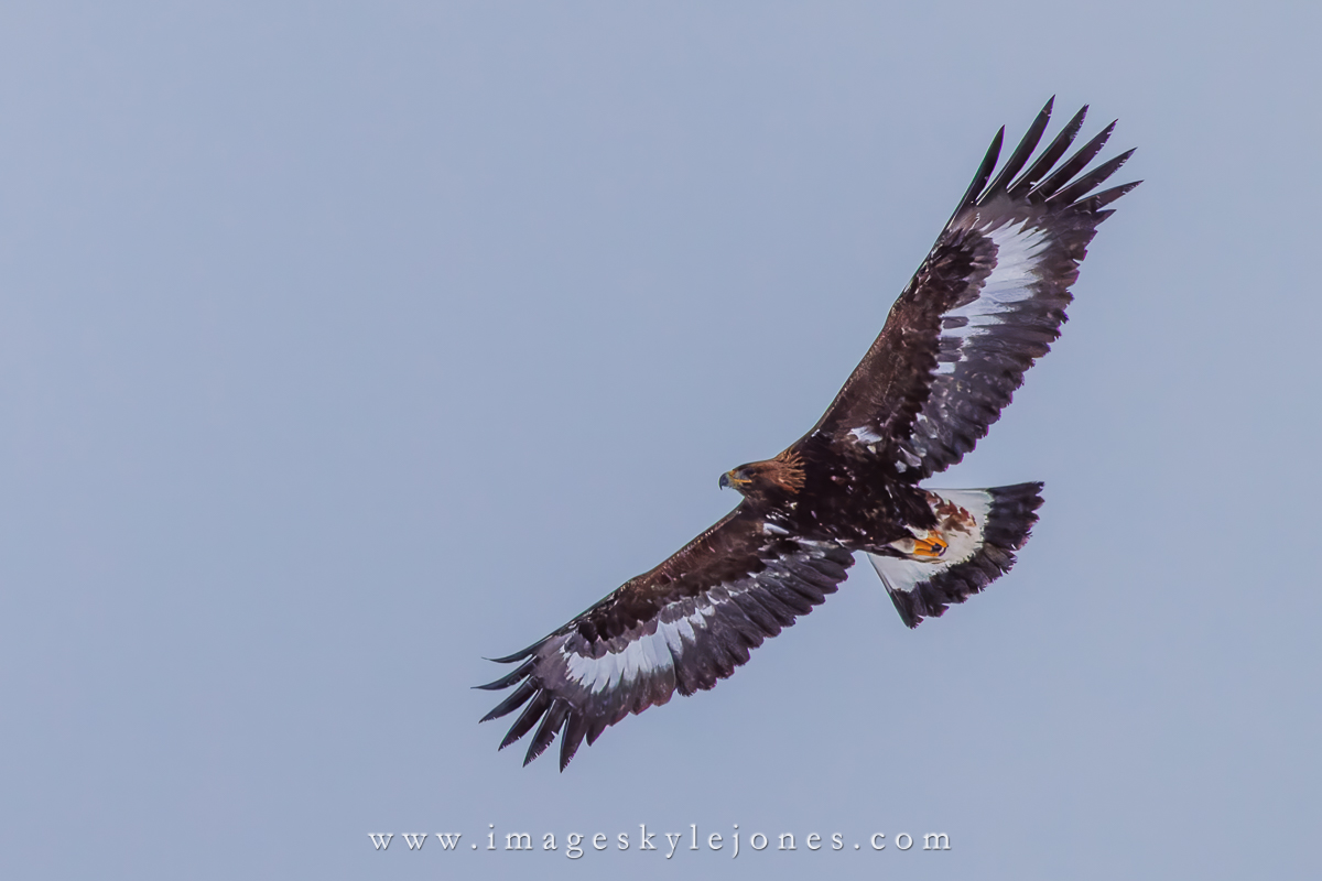 9816 Norwegian Sea Eagle_1200.jpg