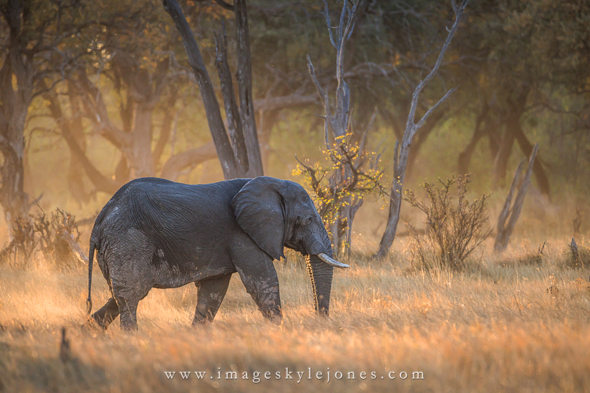 9858 Sunset Elephant_1200.jpg