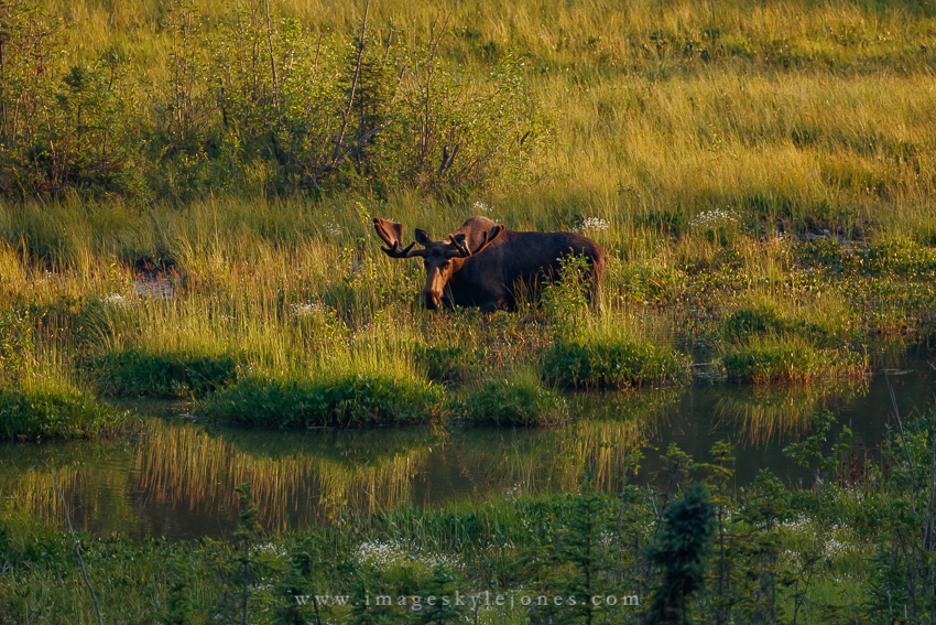 9981 Alaskan Moose_850.jpg