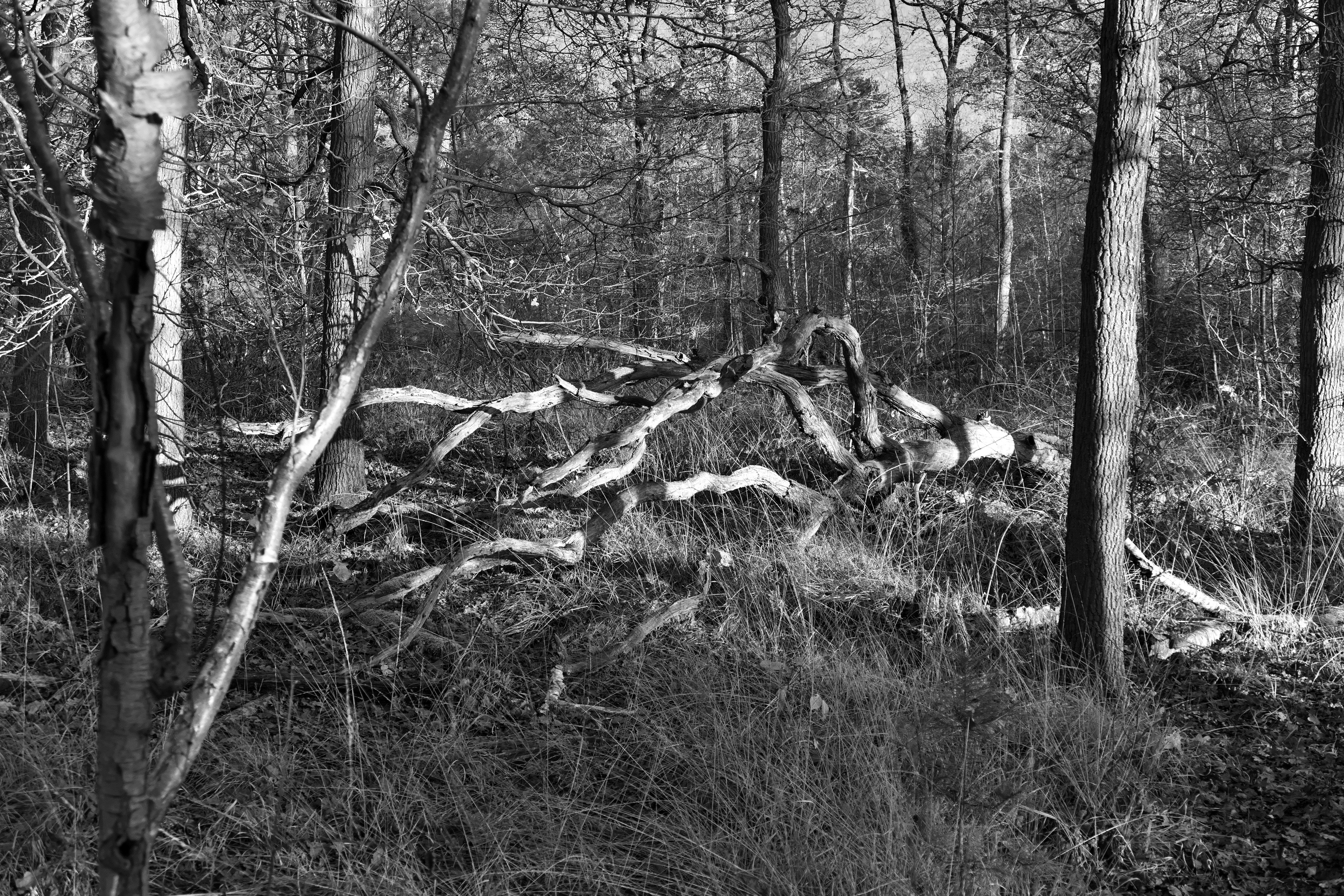 _1001988.jpg