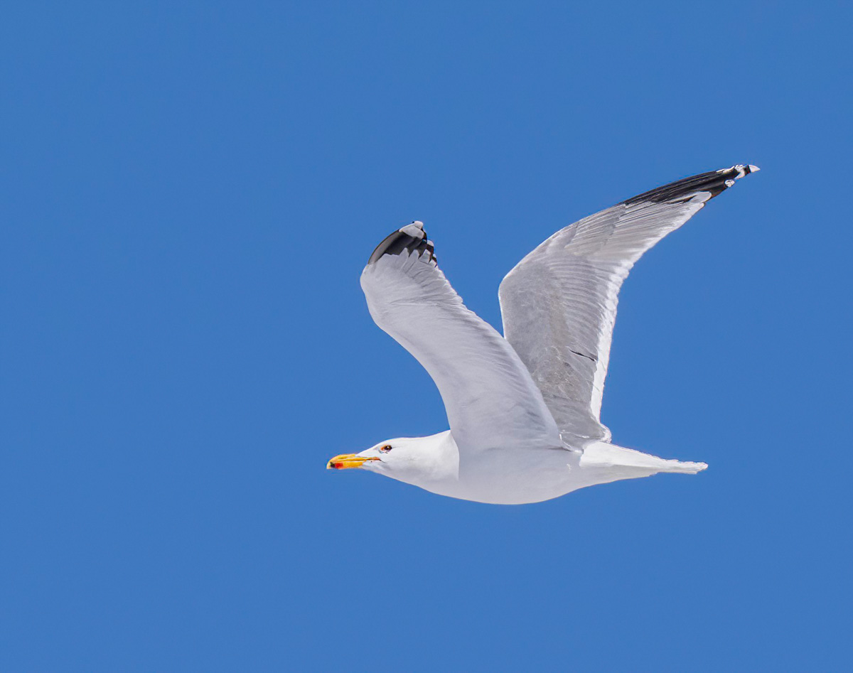 _3310253-Edit.jpg