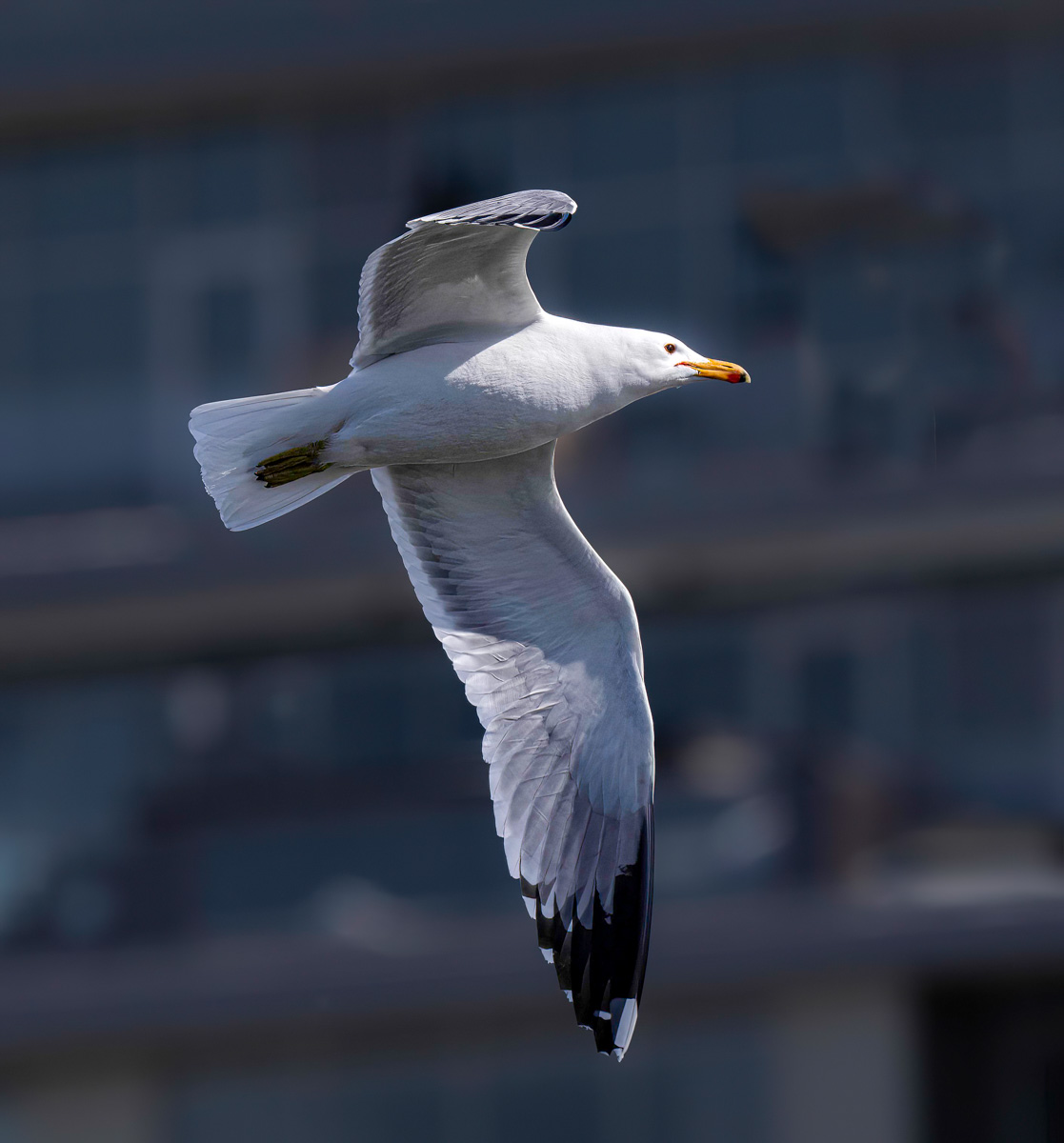 _4050391-Edit.jpg