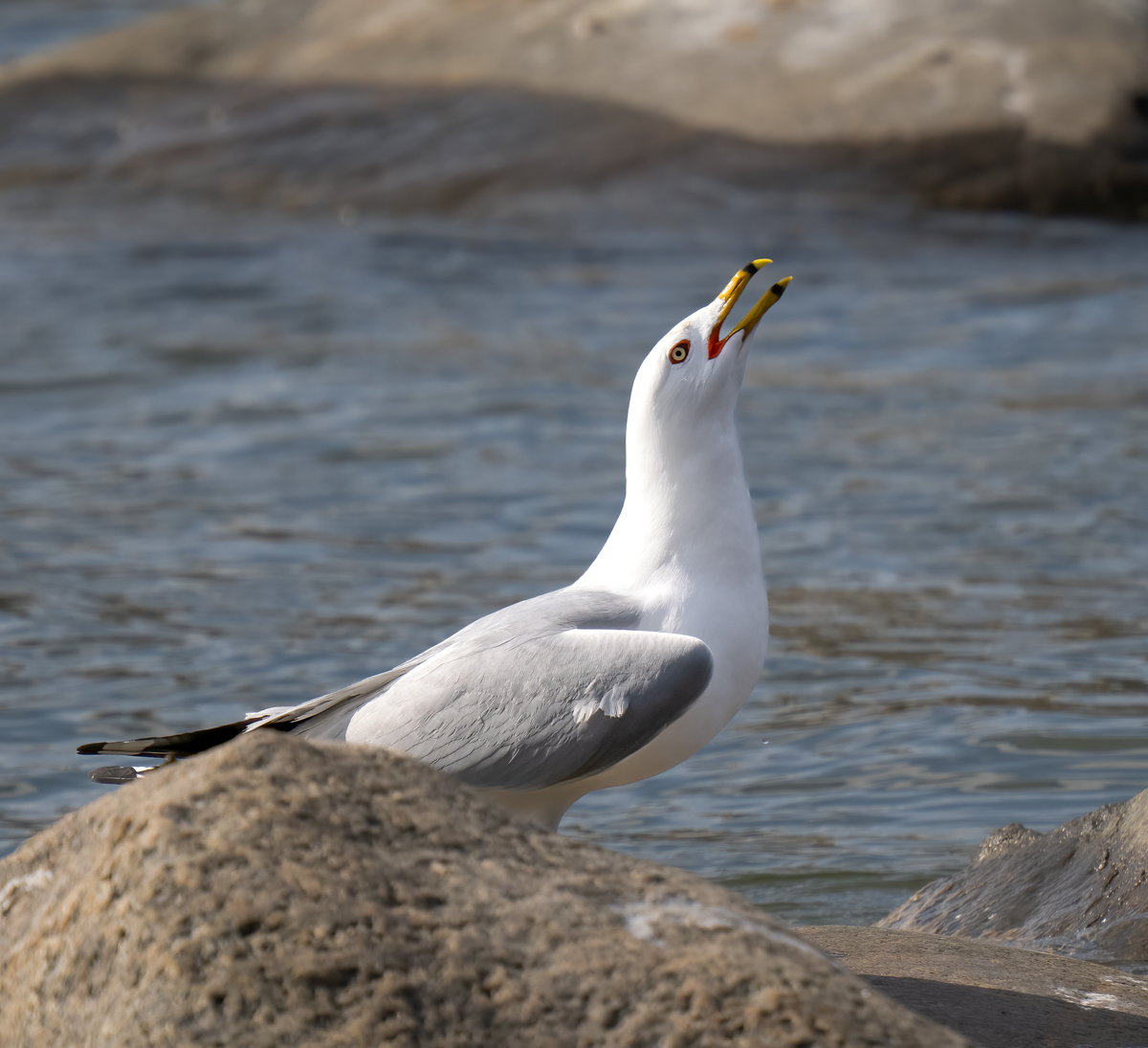 _4300369-Edit.jpg
