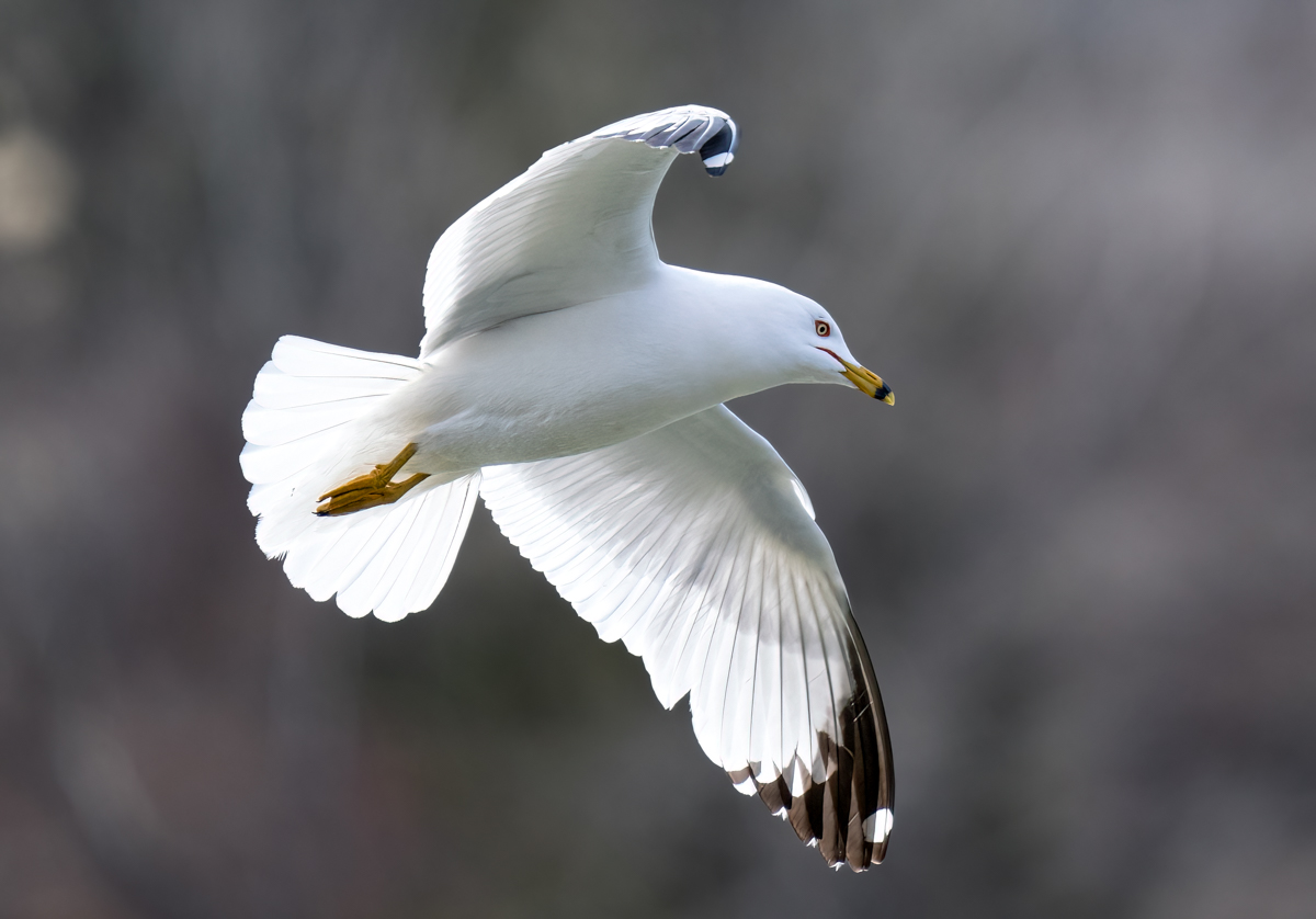 _4300438-Edit.jpg