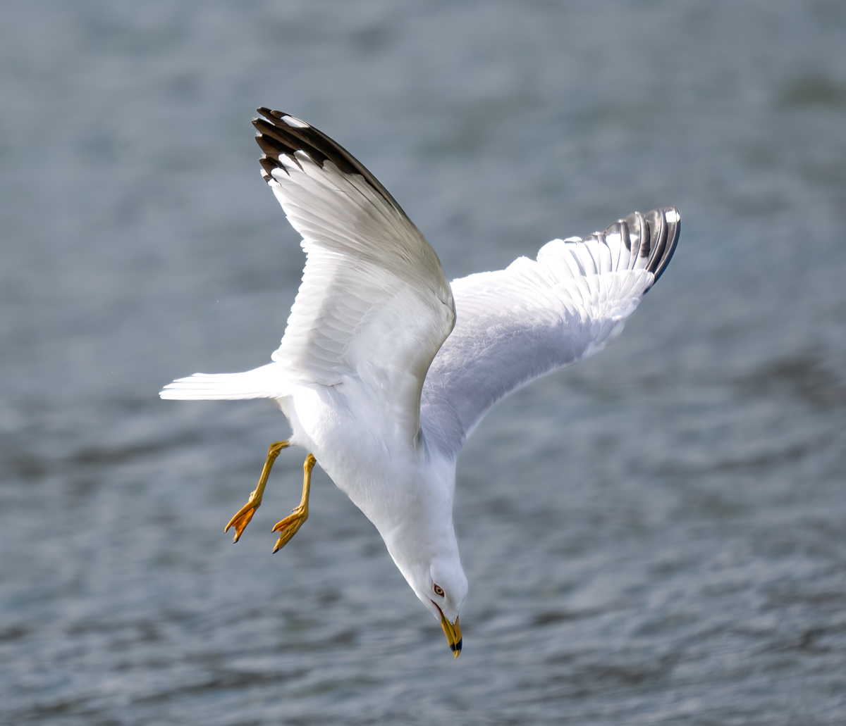 _4300452-Edit.jpg