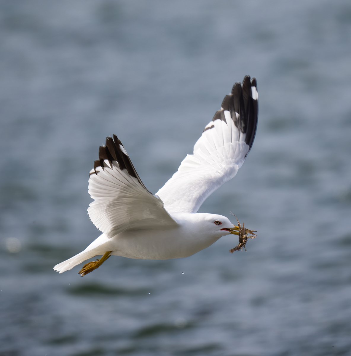 _4300468-Edit-Edit.jpg
