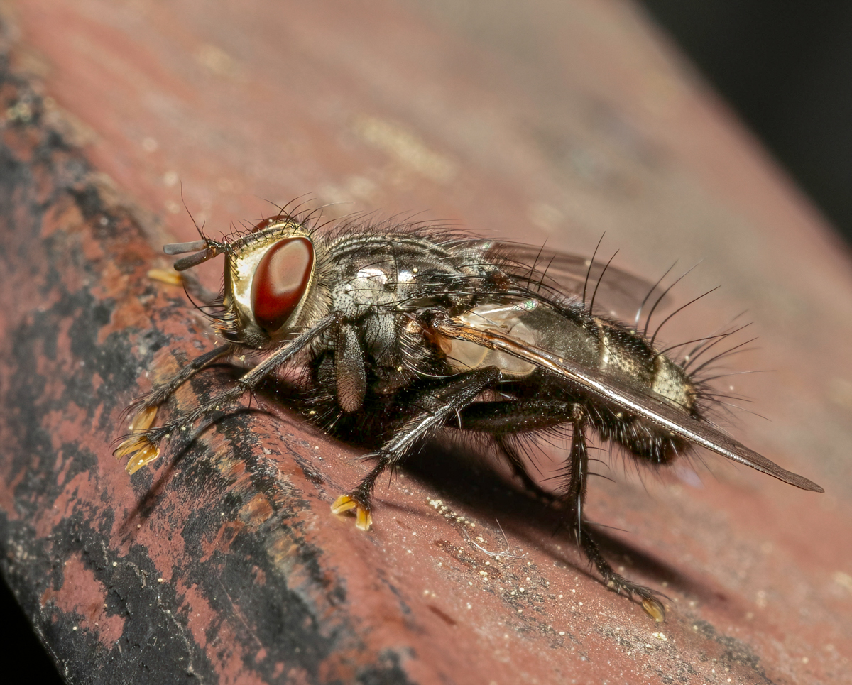 _6051833-Edit.jpg