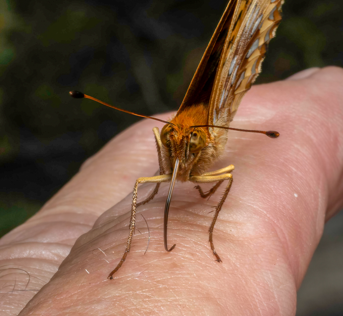 _7030814-Edit.jpg