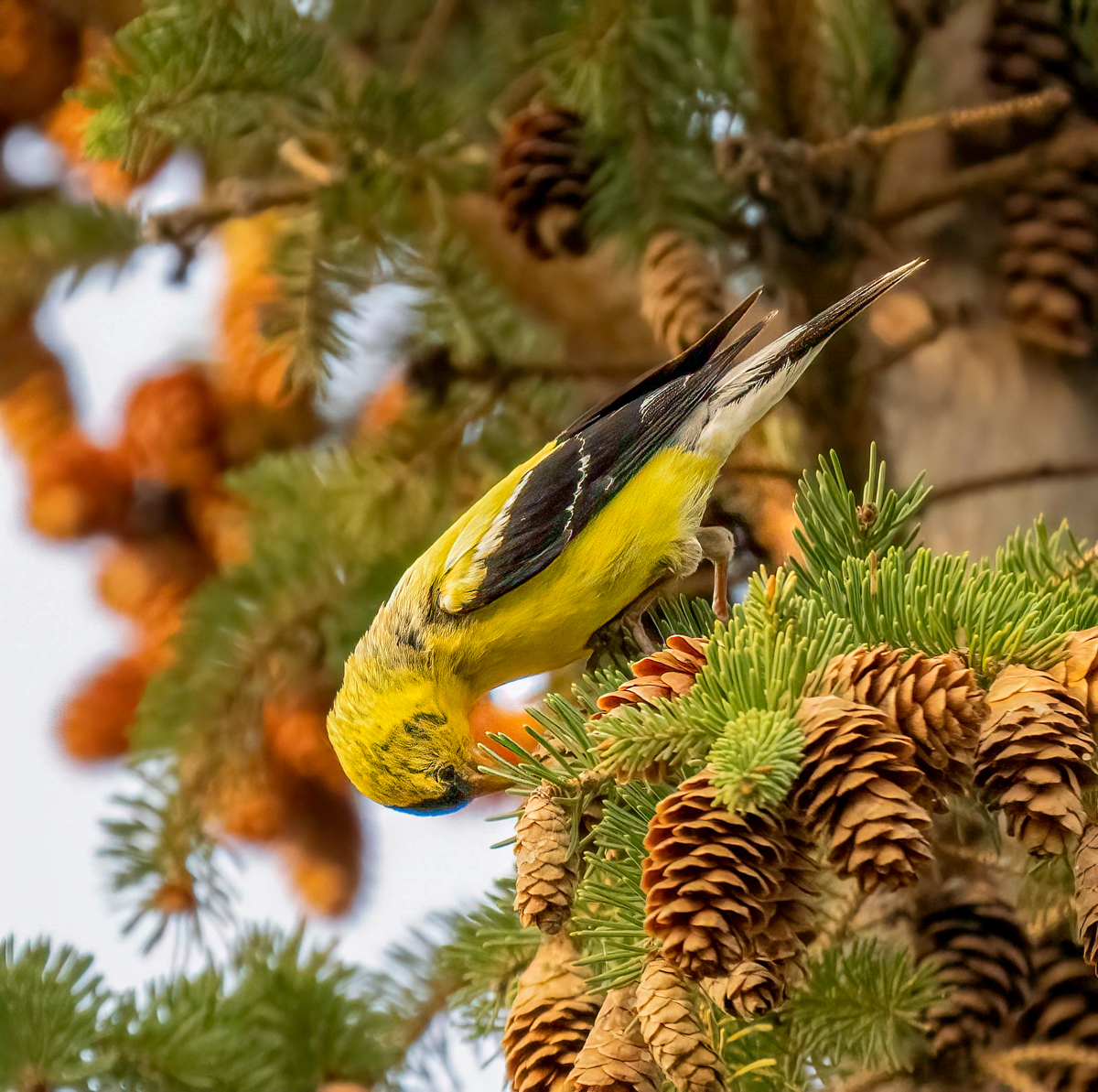 _9050722-Edit.jpg