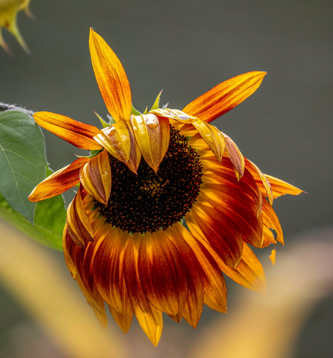 _9230742-Edit.jpg