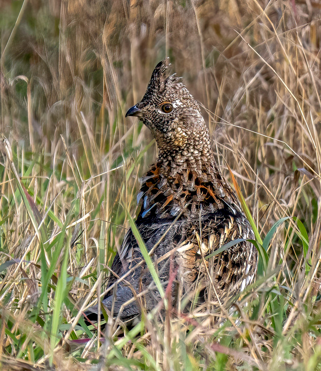 _A131110-Edit.jpg