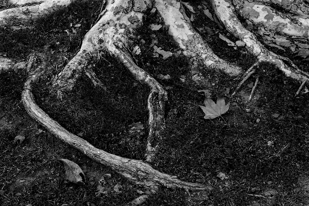 _A641269_BW_dw.jpg