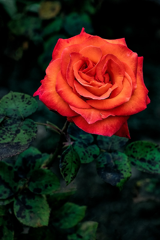 _A643250_dw.jpg