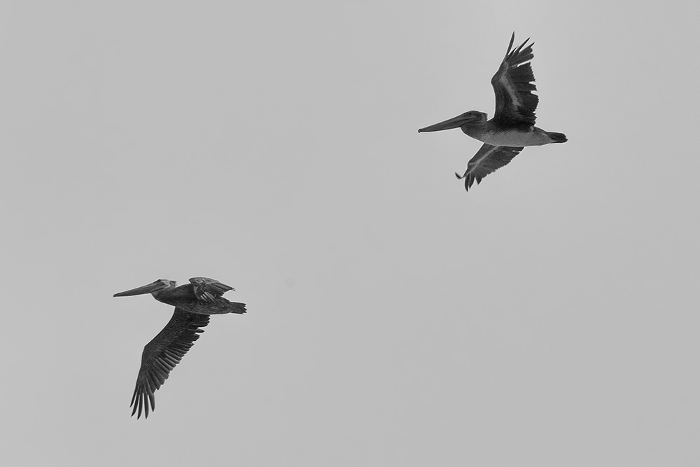 _A646007_BW_dw.jpg