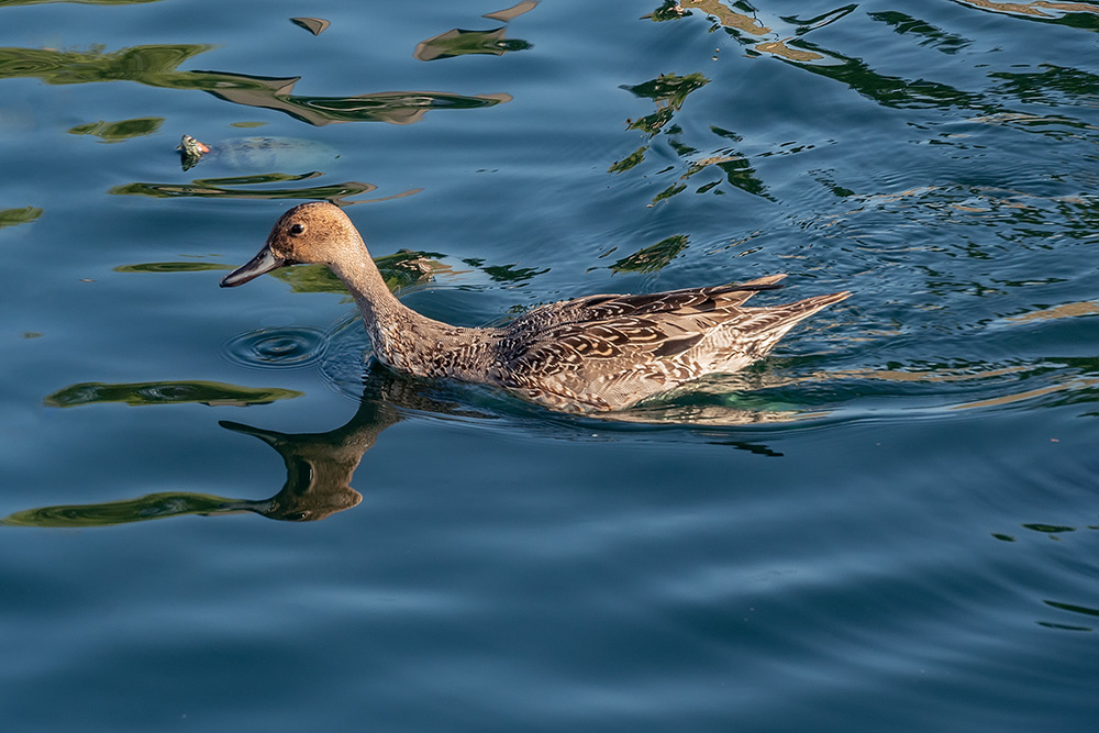 _A646571_dw.jpg