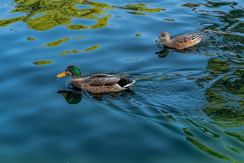 _A646577_dw.jpg