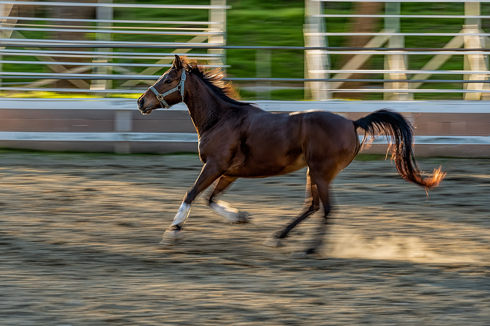 _A649948_dw.jpg