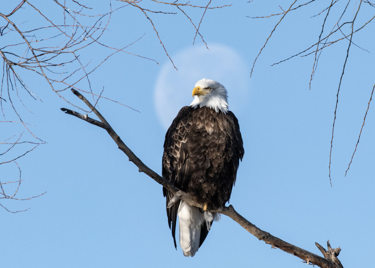 _A_DSC2100 H.jpg