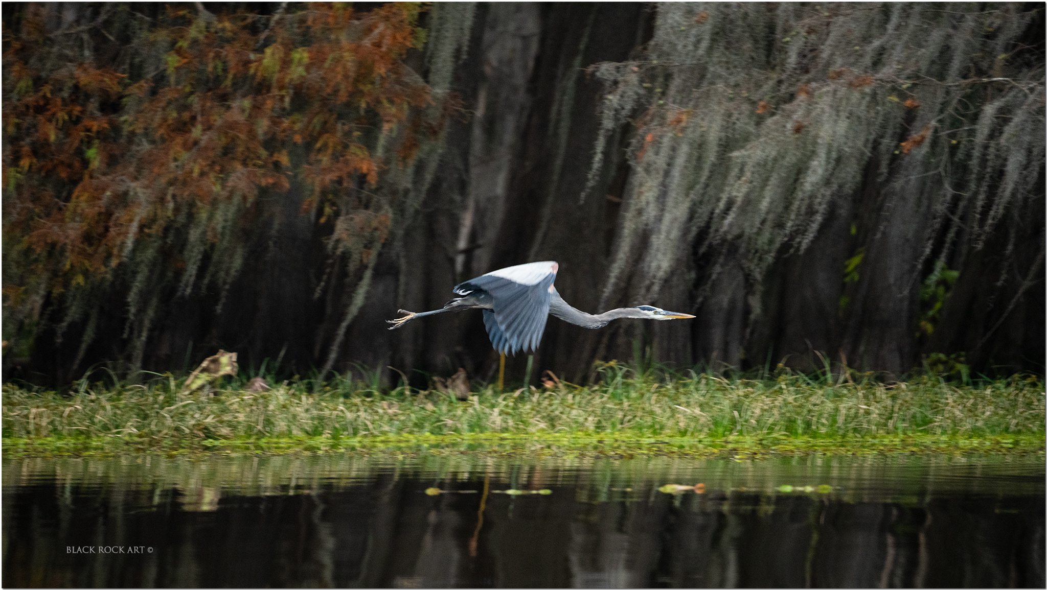 _B4C0183BlueHeronFB.jpg