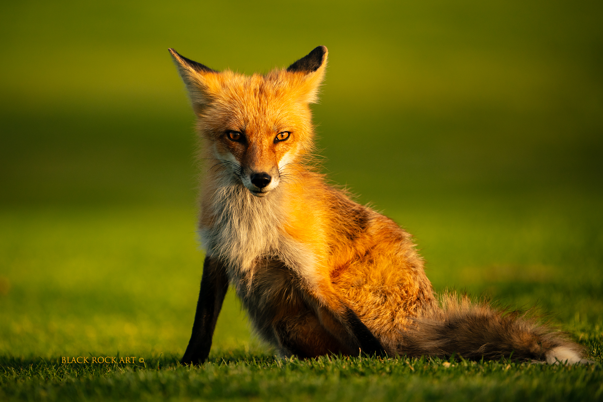 _CAP2070SittingFox.jpg
