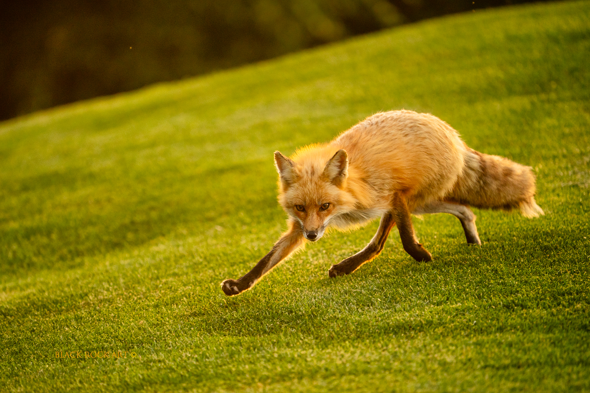 _CAP2237FoxFB.jpg