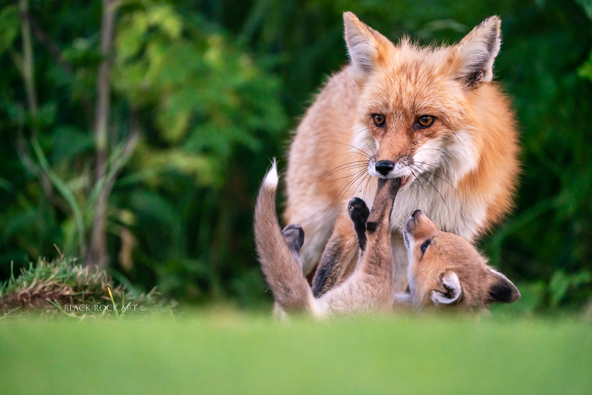 _CAP3055FoxPlay.jpg